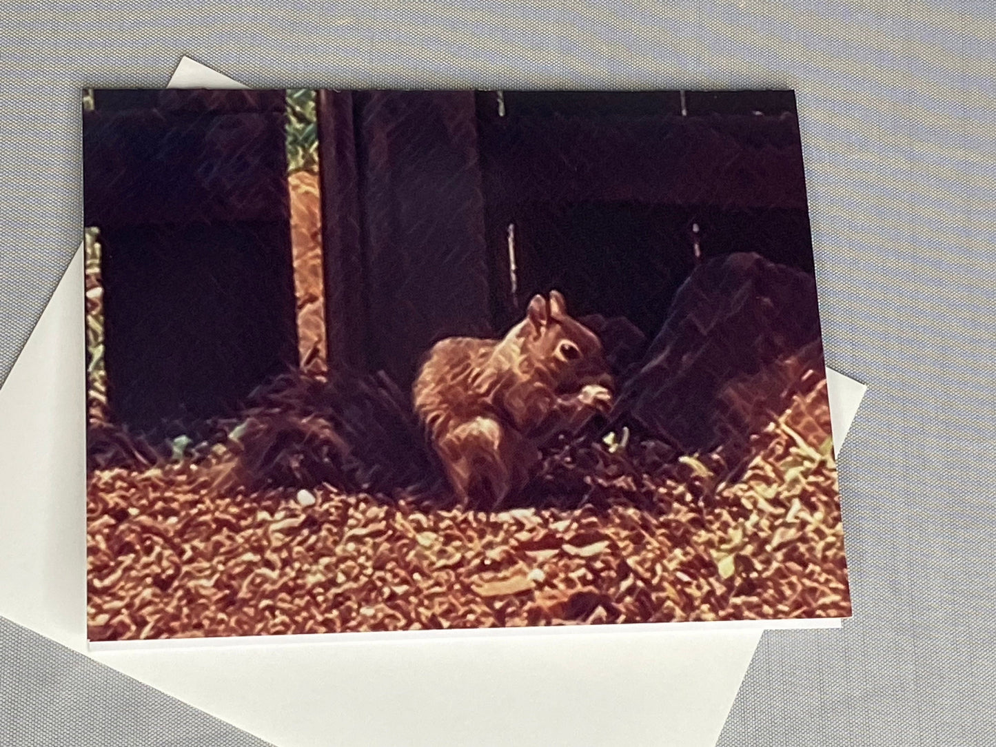 Squirrel Photo Notecards - Set of 6 Blank Greeting Cards