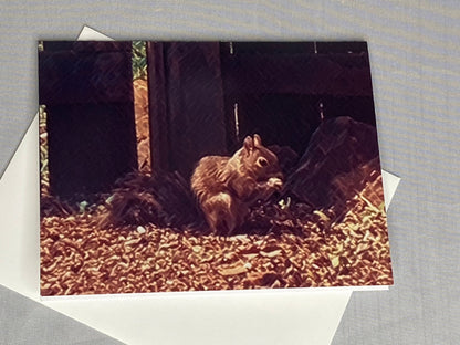 Squirrel Photo Notecards - Set of 6 Blank Greeting Cards