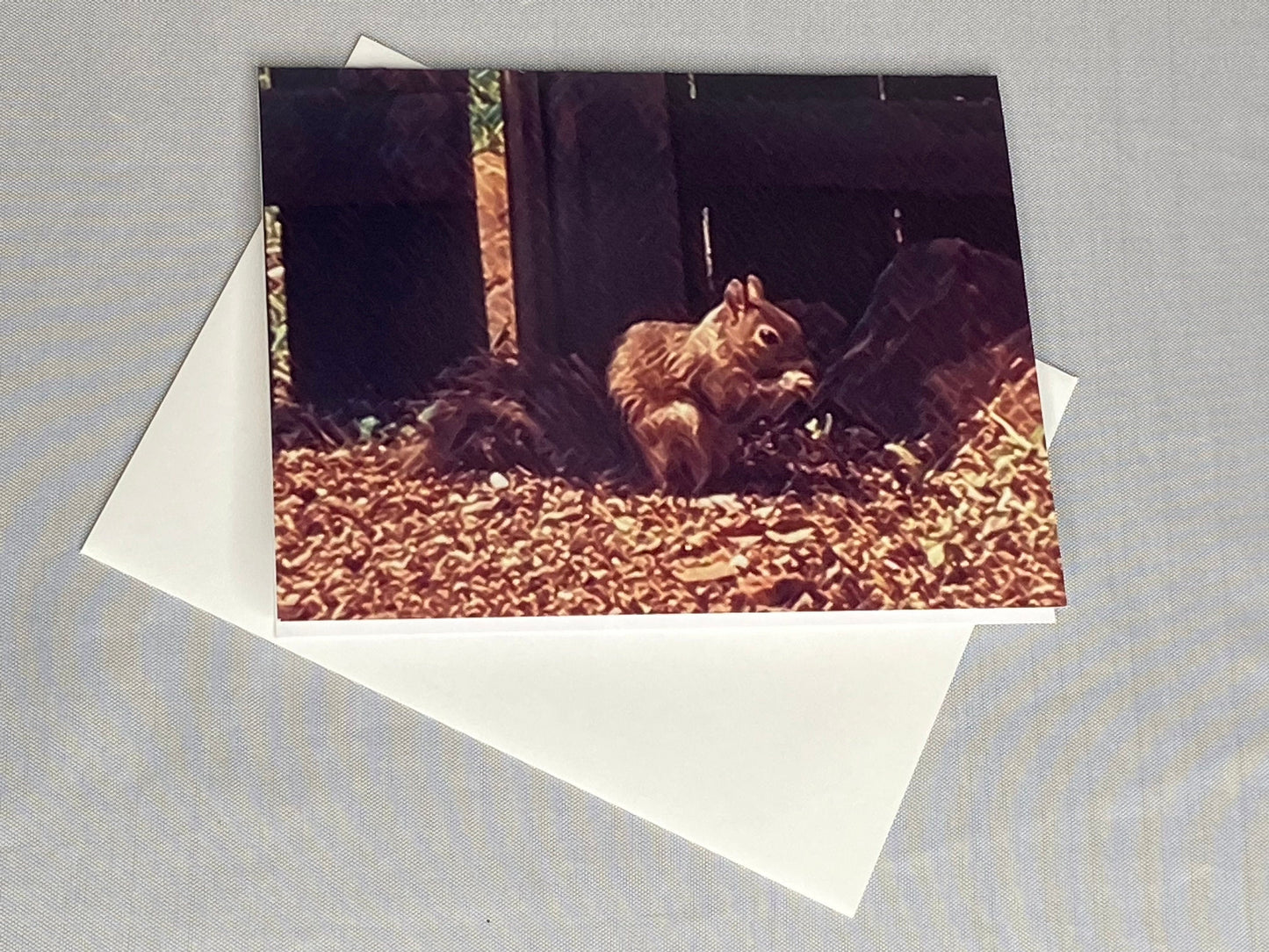Squirrel Photo Notecards - Set of 6 Blank Greeting Cards