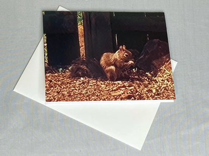 Squirrel Photo Notecards - Set of 6 Blank Greeting Cards