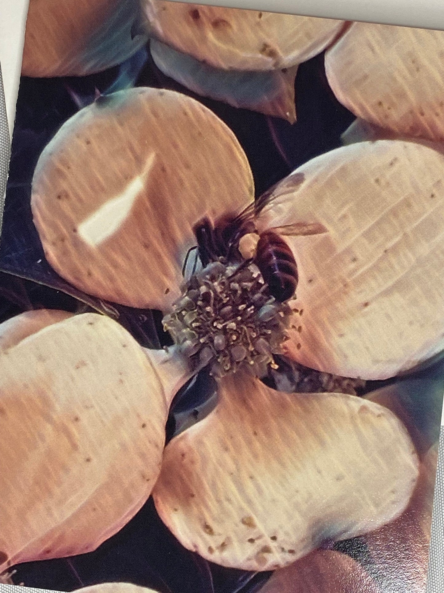 Bee Photo Notecards: Blank Stationery Set of 6