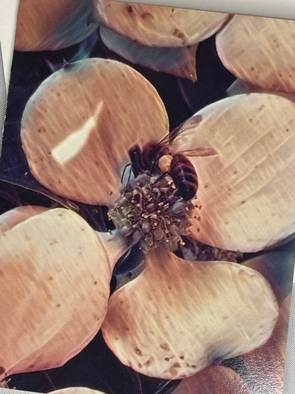 Bee Photo Notecards: Blank Stationery Set of 6