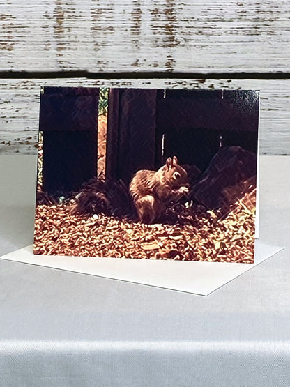 Squirrel Photo Notecards - Set of 6 Blank Greeting Cards