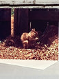Squirrel Photo Notecards - Set of 6 Blank Greeting Cards